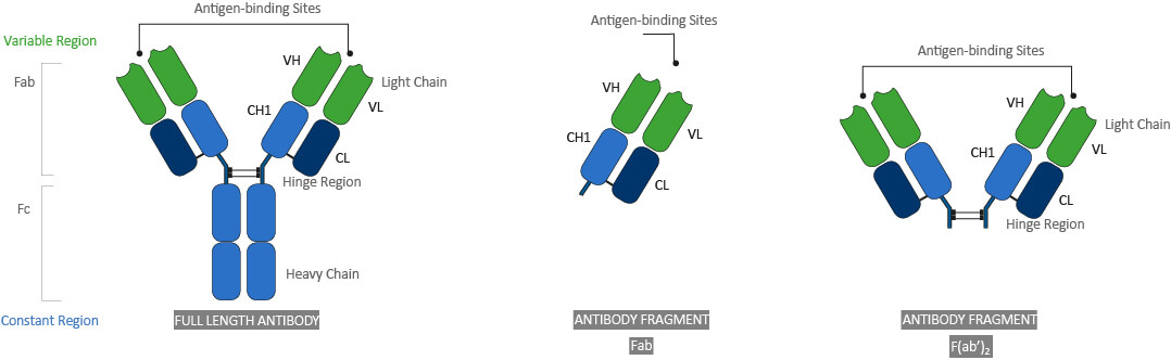 KanCap™ G Full lenght antibody